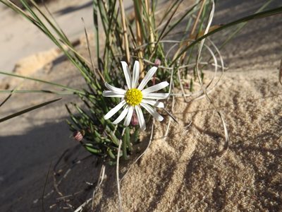 Crassothonna alba, photographed by James Deacon
