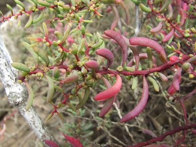 Suaeda arbusculoides, photographed by coenobita