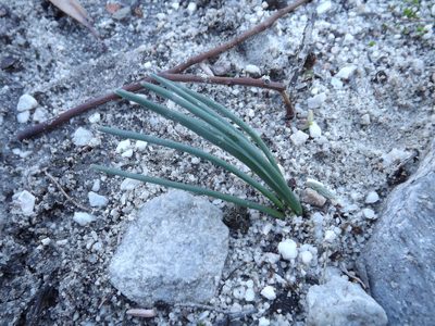 Rhadamanthus convallarioides, photographed by James Deacon