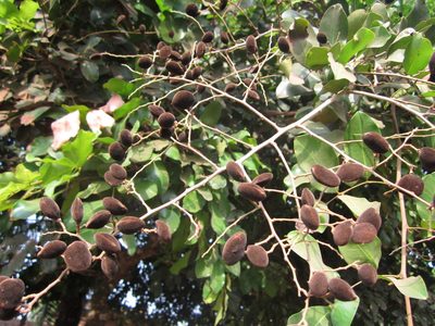 Dialium guineense, photographed by Sunday Berlioz KAKPO