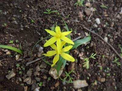 Pauridia gracilipes, photographed by James Deacon