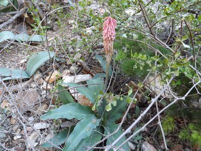 Veltheimia capensis, photographed by James Deacon
