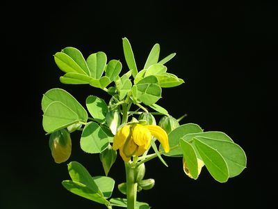 Senna tora, photographed by 葉子