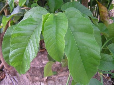 Milicia excelsa, photographed by Sunday Berlioz KAKPO