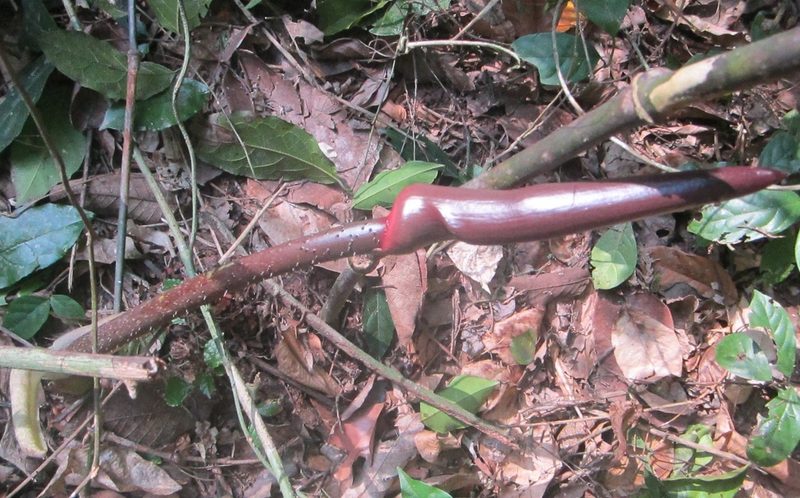 Anchomanes difformis, photographed by Sunday Berlioz KAKPO