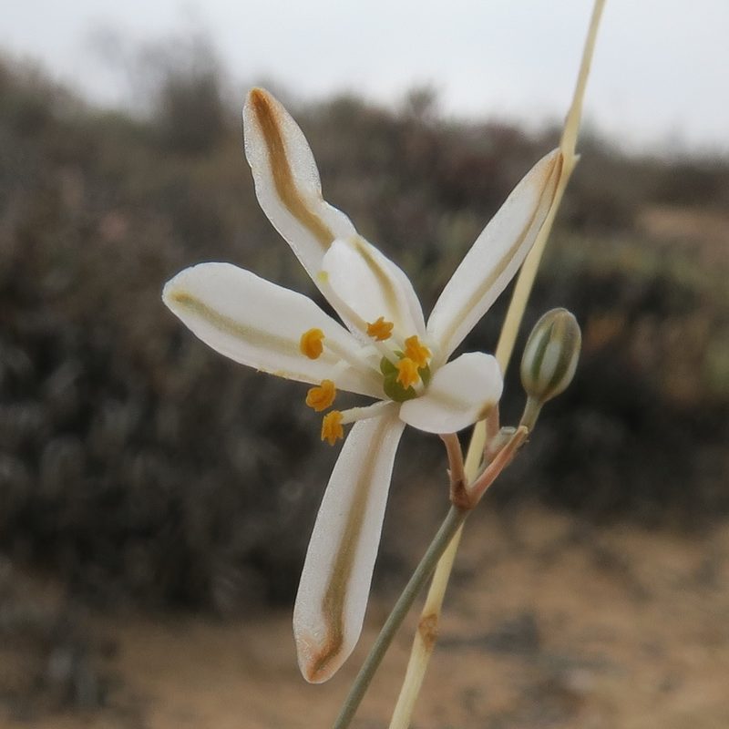 Chlorophytum asperum, photographed by Kevin Murray