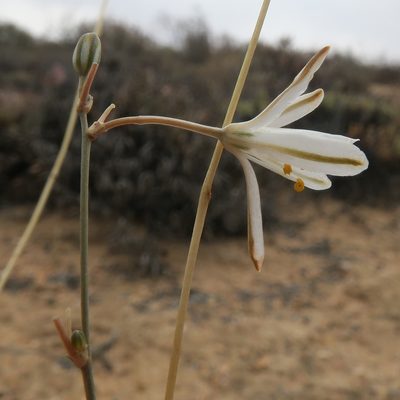 Chlorophytum asperum, photographed by Kevin Murray