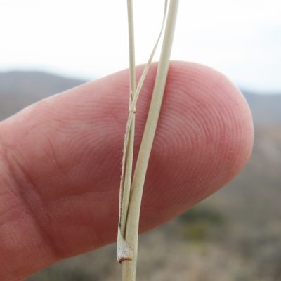 Chlorophytum asperum, photographed by Kevin Murray