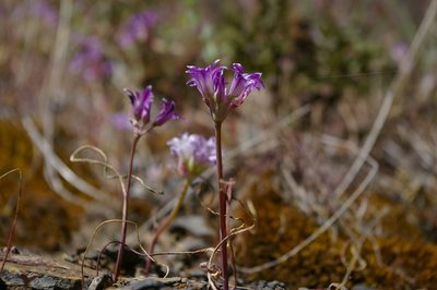 Allium abramsii, photographed by Ryan Elliott