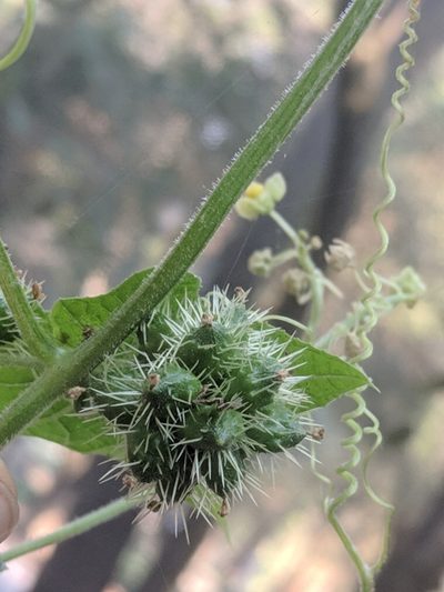 Sicyos microphyllus, photographed by Eric Knight