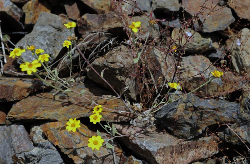 Eriophyllum congdonii, photographed by Ryan Elliott