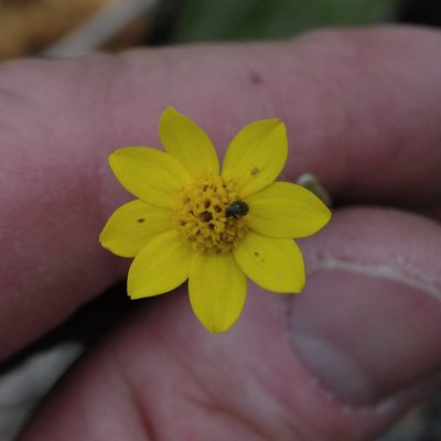 Eriophyllum congdonii, photographed by Ryan Elliott