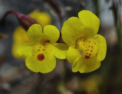 Erythranthe laciniata, photographed by Ryan Elliott