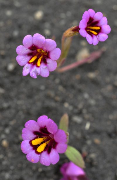 Erythranthe filicaulis, photographed by Ryan Elliott