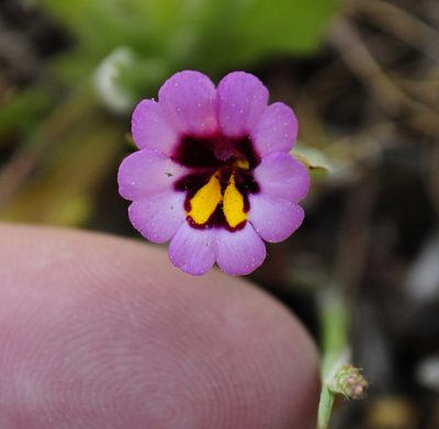 Erythranthe filicaulis, photographed by Ryan Elliott