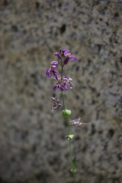 Streptanthus fenestratus, photographed by Ryan Elliott