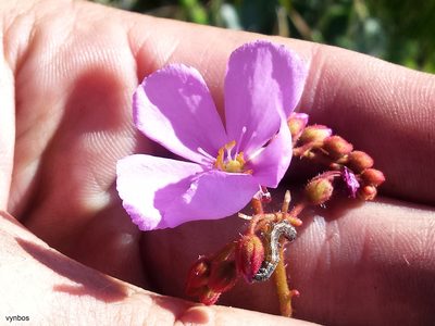 Drosera ramentacea, photographed by Chris Vynbos