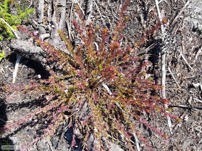 Indigofera filicaulis, photographed by Chris Vynbos