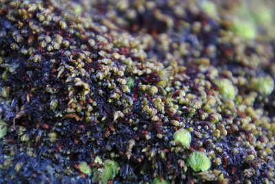 Syzygiella colorata, photographed by Tony Rebelo