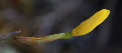 Bobartia filiformis, photographed by Tony Rebelo