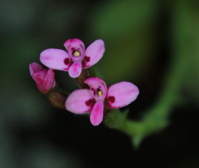 Disa glandulosa, photographed by Tony Rebelo