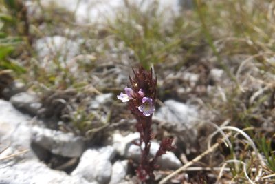 Euphrasia salisburgensis, photographed by Emanuele Santarelli