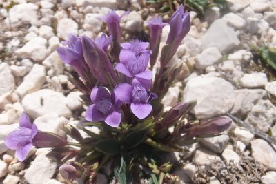 Gentianella columnae, photographed by Emanuele Santarelli