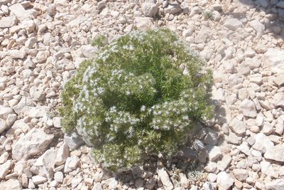 Drypis spinosa, photographed by Emanuele Santarelli