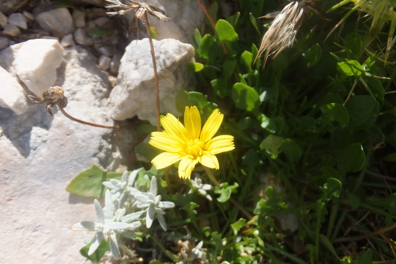 Robertia taraxacoides, photographed by Emanuele Santarelli