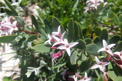 Daphne oleoides, photographed by Emanuele Santarelli