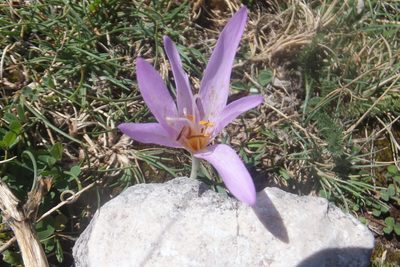 Colchicum lusitanum, photographed by Emanuele Santarelli