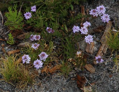 Pseudoselago gracilis, photographed by Tony Rebelo