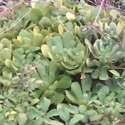 Aeonium glutinosum, photographed by Andre Hosper