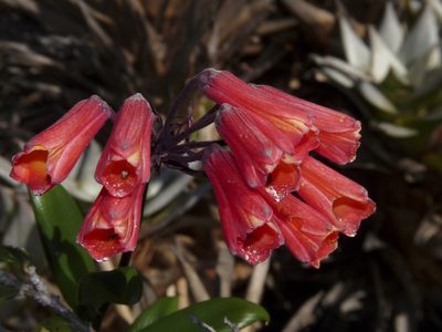 Bomarea patinii, photographed by Oscar Marín