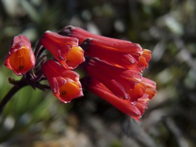 Bomarea patinii, photographed by Oscar Marín