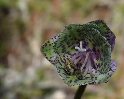Bomarea diffracta, photographed by Oscar Marín