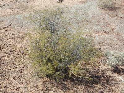 Acacia andrewsii, photographed by Charles Stirton