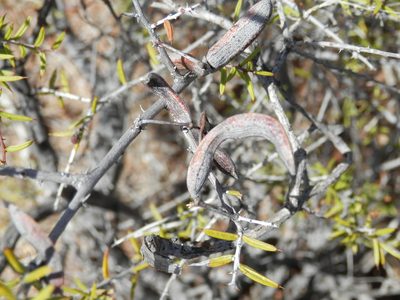 Acacia andrewsii, photographed by Charles Stirton