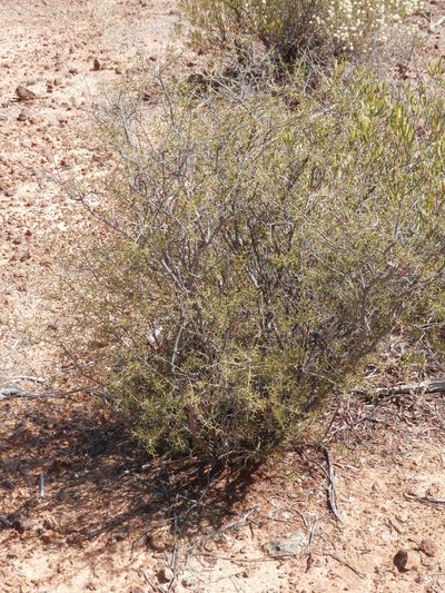 Acacia andrewsii, photographed by Charles Stirton