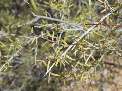Acacia andrewsii, photographed by Charles Stirton