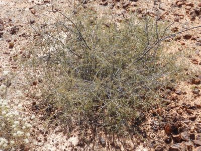 Acacia andrewsii, photographed by Charles Stirton