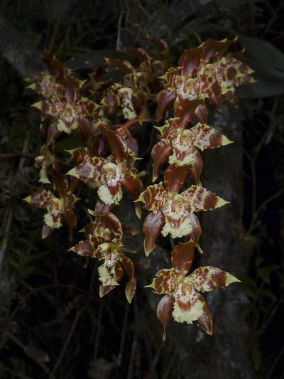 Oncidium luteopurpureum, photographed by Oscar Marín