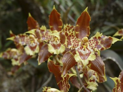 Oncidium luteopurpureum, photographed by Oscar Marín