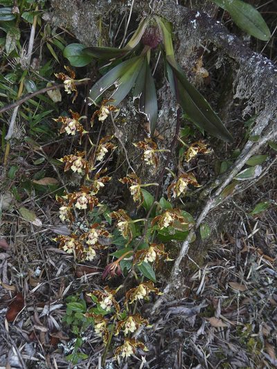 Oncidium luteopurpureum, photographed by Oscar Marín