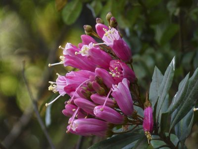 Bejaria mathewsii, photographed by Oscar Marín