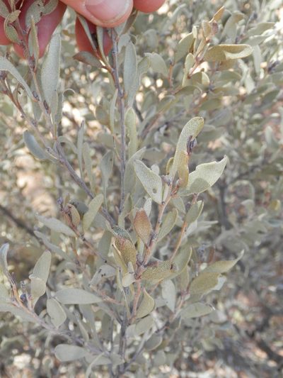 Acacia craspedocarpa, photographed by Charles Stirton