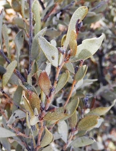 Acacia craspedocarpa, photographed by Charles Stirton