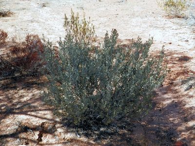 Acacia craspedocarpa, photographed by Charles Stirton
