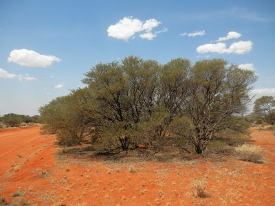 Acacia craspedocarpa, photographed by Charles Stirton