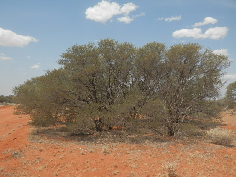 Acacia craspedocarpa, photographed by Charles Stirton